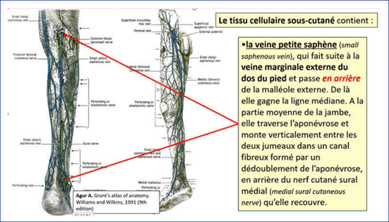 Fichier:Anat19.png
