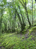 Nature1.png