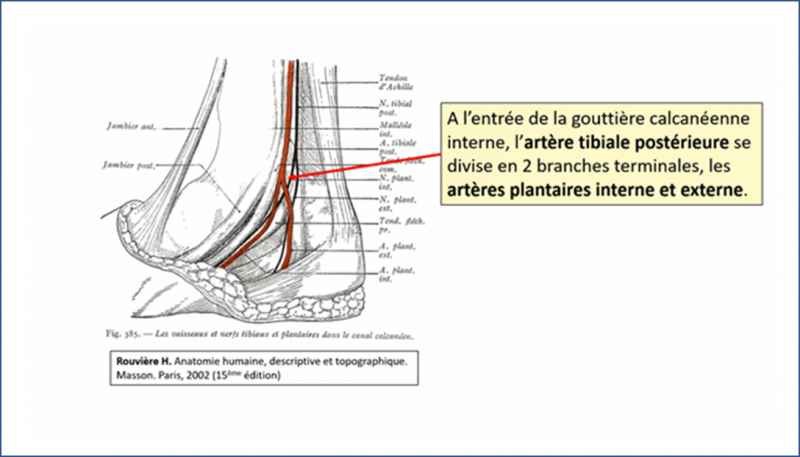 Fichier:Anat41.png
