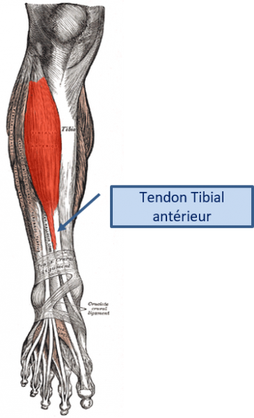 Fichier:Tendon-anat1.png