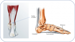 Tendon d'Achille.png