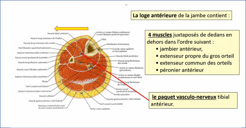 Fichier:Anat8.png