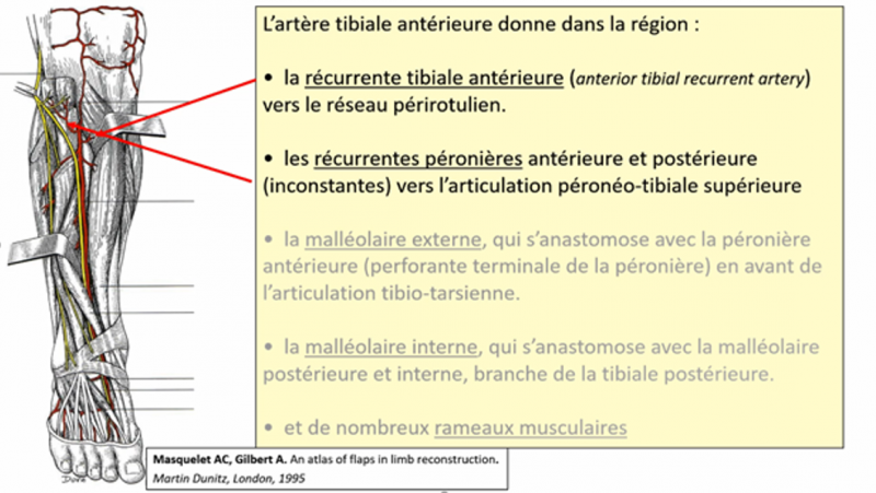 Fichier:Anat31.png