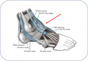 Muscles extrinsèques antérieurs du pied.png
