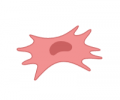 Fibroblast.png