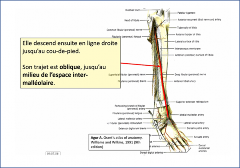 Fichier:Anat28.png