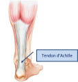 Tendon-anat4.png