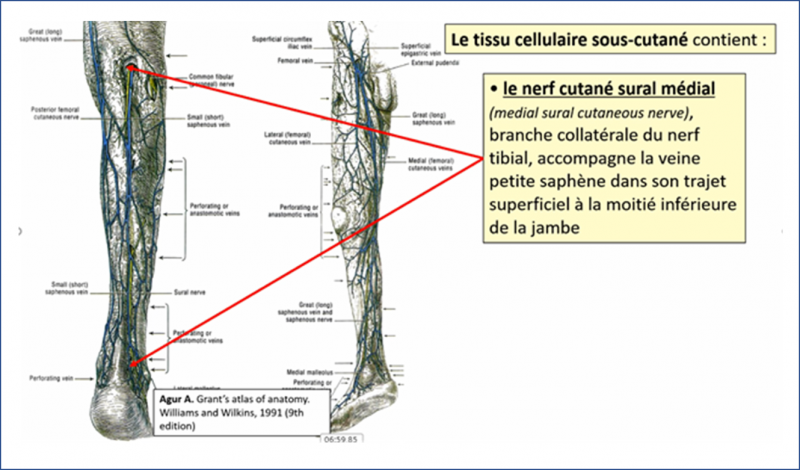 Fichier:Anat20.png