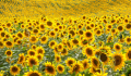 Nature2.png