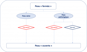Formation d'un ulcère.png