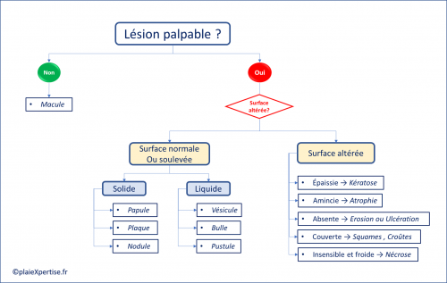 Lésions élémentaires.png