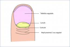 Ongle anatomie2.png