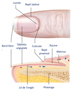 Ongle anatomie1.png