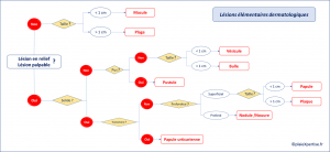 Lésions dermatologiques.png