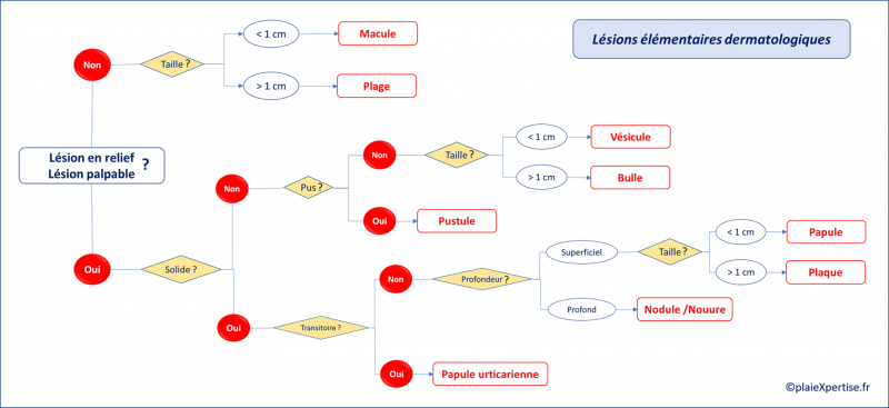 Fichier:Lésions dermatologiques.png